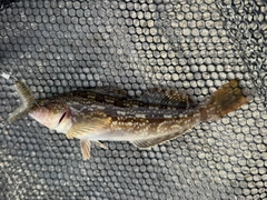 アイナメの釣果