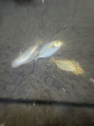 波崎新港