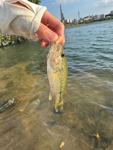 ブラックバスの釣果
