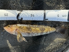 アイナメの釣果