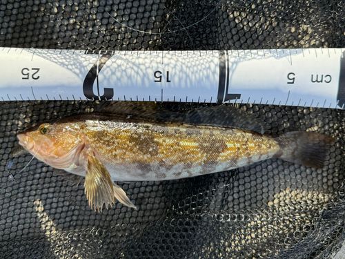 アイナメの釣果