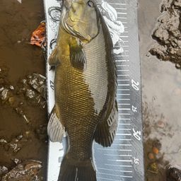 スモールマウスバス