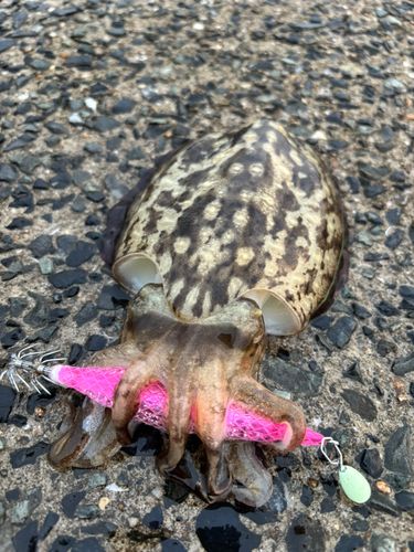 コウイカの釣果