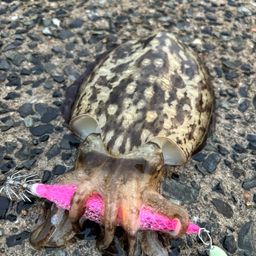 コウイカ