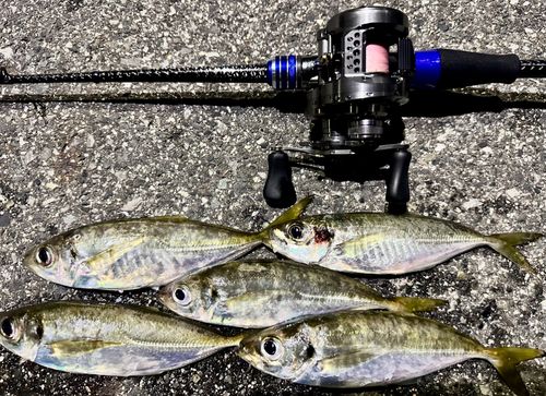マアジの釣果