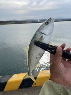 ワカシの釣果