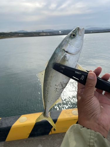 ワカシの釣果