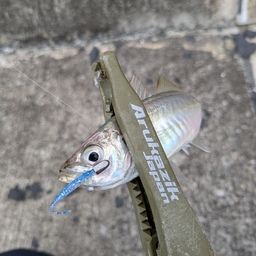 アジ