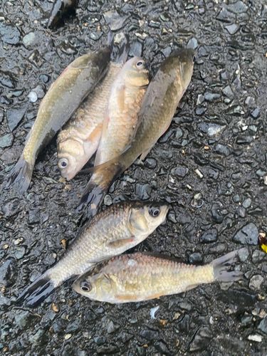 ギンブナの釣果