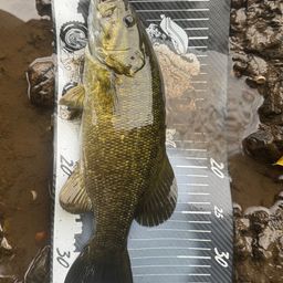 スモールマウスバス