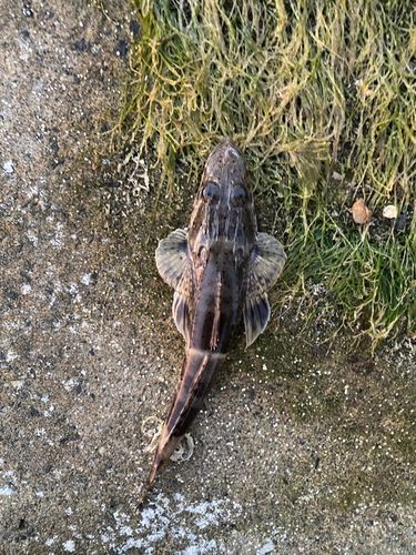 マゴチの釣果