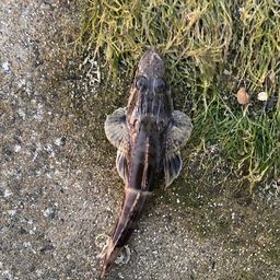 マゴチ