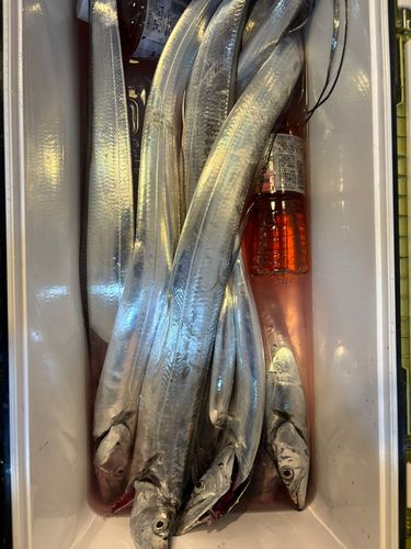 タチウオの釣果