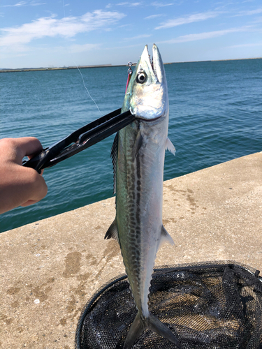 サワラの釣果