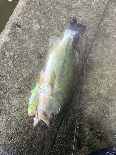 常陸利根川