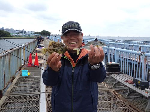 カワハギの釣果