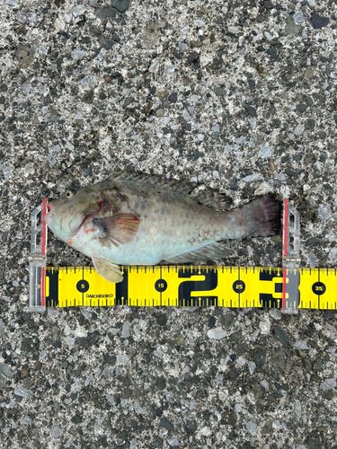 ブダイの釣果