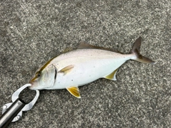 ショゴの釣果