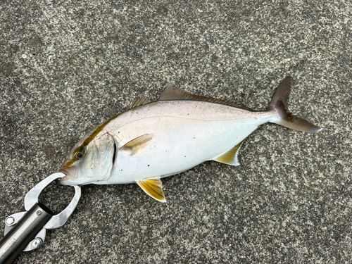 ショゴの釣果