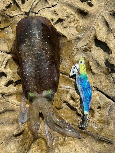 アオリイカの釣果