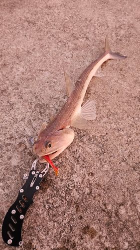 エソの釣果
