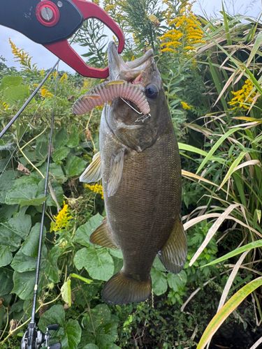 スモールマウスバスの釣果