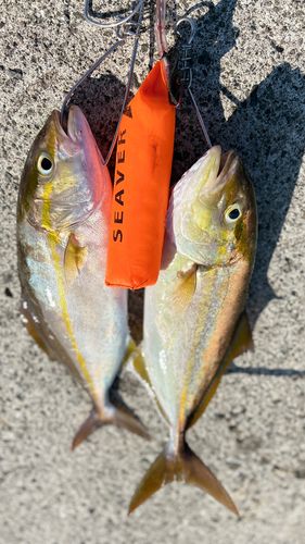 ネリゴの釣果