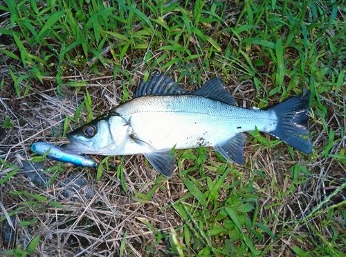 セイゴ（マルスズキ）の釣果