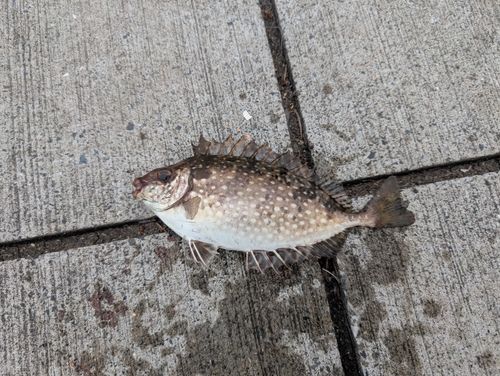 アイゴの釣果