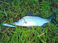 セイゴ（ヒラスズキ）の釣果