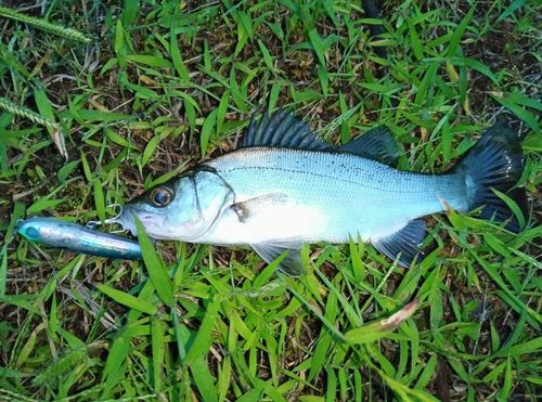 セイゴ（マルスズキ）の釣果