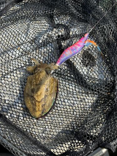 モンゴウイカの釣果
