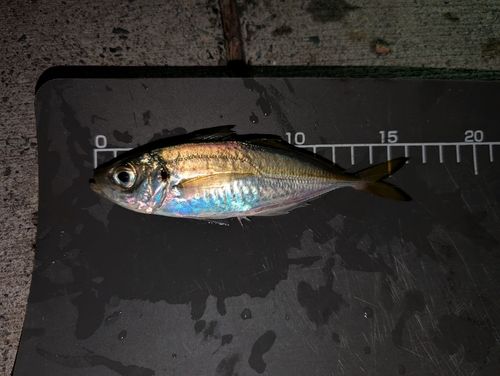 マアジの釣果