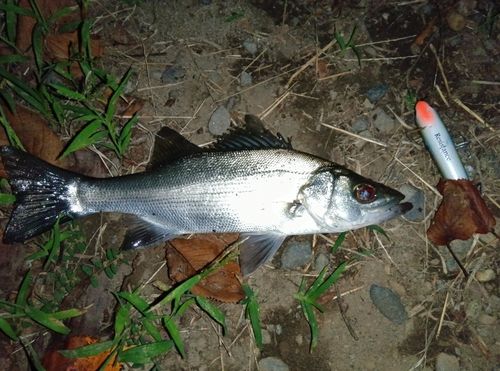 セイゴ（マルスズキ）の釣果