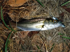 セイゴ（マルスズキ）の釣果