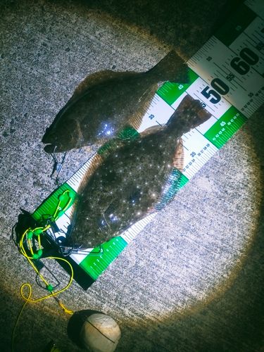 ヒラメの釣果