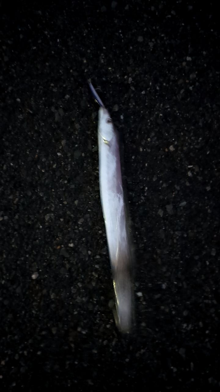 タチウオ