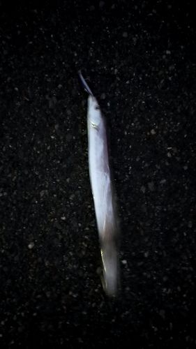 タチウオの釣果
