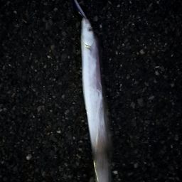 タチウオ