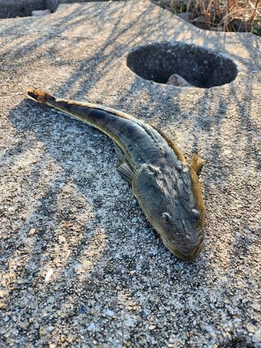 マゴチの釣果