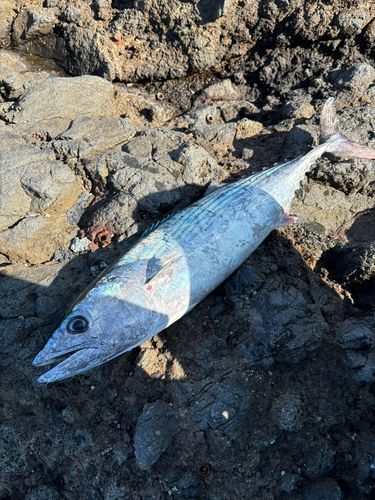 ハガツオの釣果