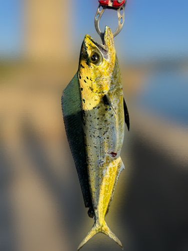 シイラの釣果