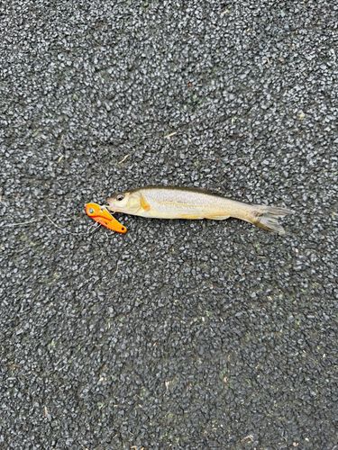アブラハヤの釣果