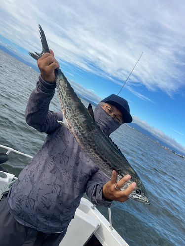 サワラの釣果