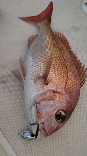 タイの釣果