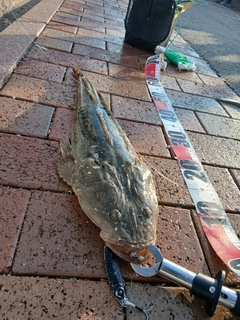 マゴチの釣果