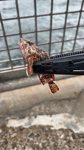 カサゴの釣果