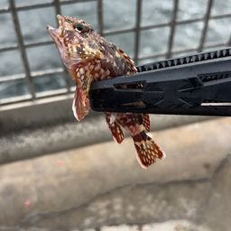 カサゴ