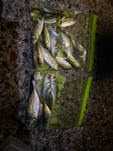 アジの釣果