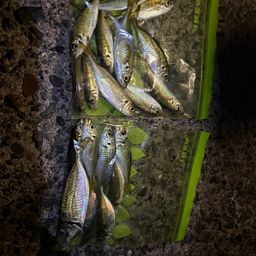 アジ